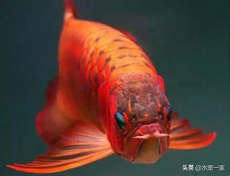 龍魚寓意|什麼是龍魚？龍魚文化及龍魚風水解說